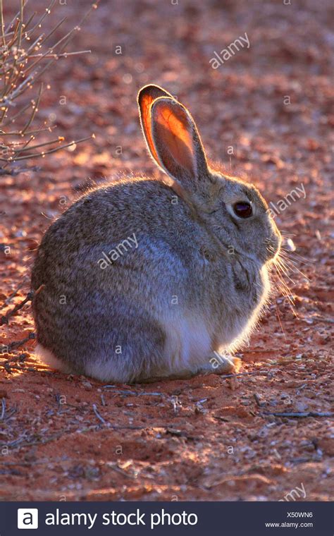 Rabbit Animal Arizona High Resolution Stock Photography And Images Alamy