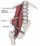 Images of Core Muscles Psoas