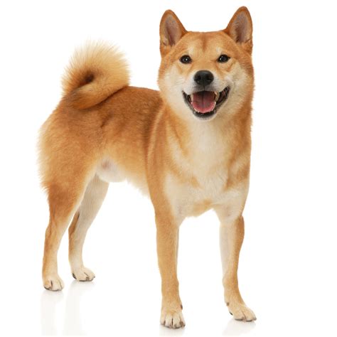 Shiba Inu Dog Breed Information And Pictures Petguide