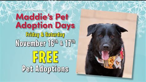 Maddies Pet Adoption Days Nov 16 17 2018 Youtube