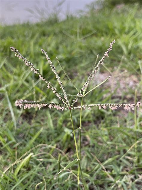 Cynodon Dactylon Nome Popular