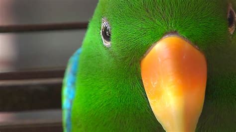 Lost Parrot Found Safe After A Community Effort Youtube
