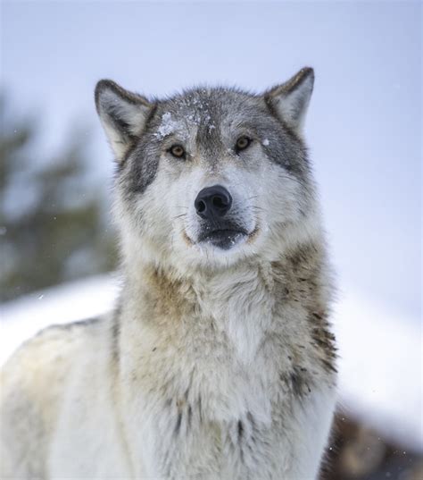 Wolf Headshot Portrait Beautiful Gray Wolves West Yellowstone Montana