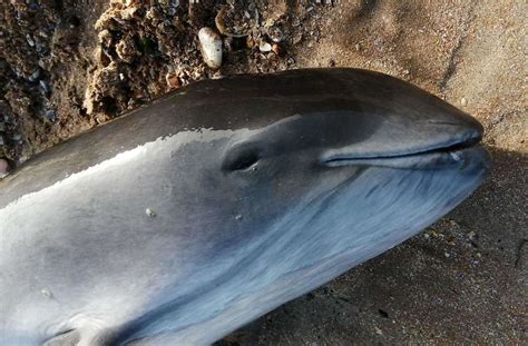 Harbour Porpoise Spotted On Beach At Walpole Bay In Margate