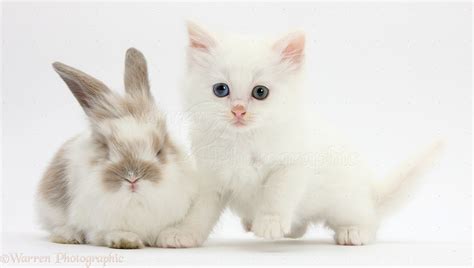 Pets White Kitten And Baby Rabbit Photo Wp29201