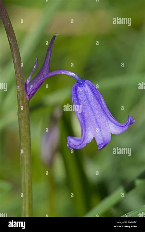 Single Flower Head Of Spanish Bluebell Stock Photo Alamy