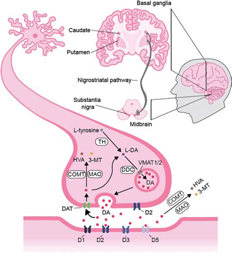 The Dopaminergic Neuron And The Nigrostriatal Pathway Dopaminergic Download Scientific Diagram