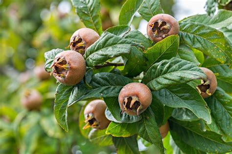 Maybe you would like to learn more about one of these? Mispel - Kostbare Natur