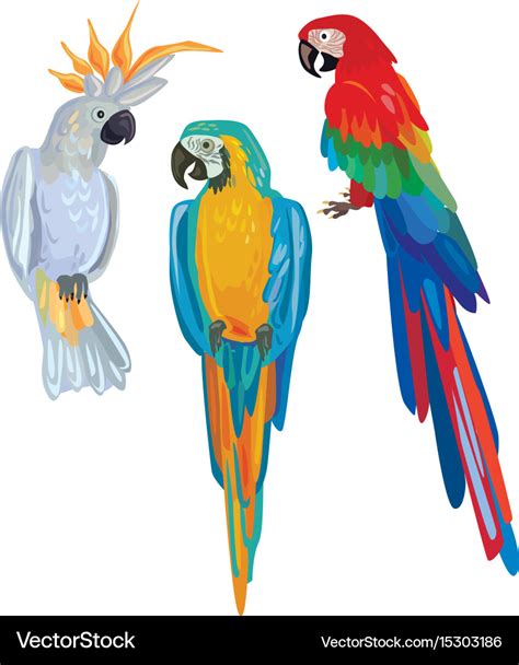 Cartoon Parrots Royalty Free Vector Image Vectorstock