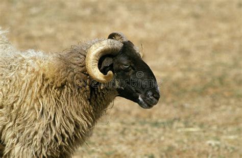 Sheep Called Manech A Tete Noire A French Breed Portrait Of Ram Stock