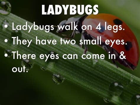 Facts Of Ladybugs By Connie Thompson