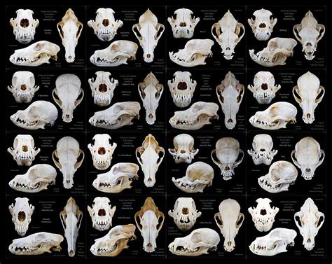 Skulls Of Various Dog Breeds By Alex Surcica In 2021 Dog Skull Dog