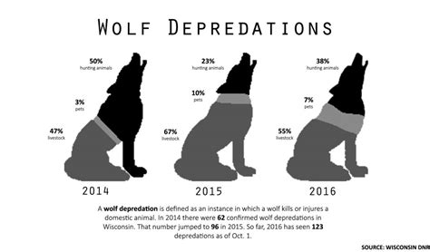 Gray Wolf Population Maintained Even During Hunting Seasons The