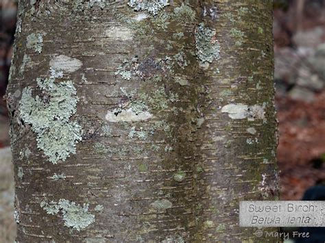 Are You Lichen The Bark Five Birch Trees Of The Mid Atlantic Region