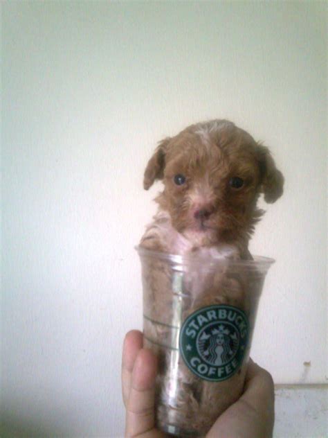 Diamond Kennel Homebred Local Teacup Tiny Toy Poodle