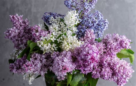 The bridal bible of my favourite seasonal winter flowers australia, hyacinth, sweet pea, stocks, hellebores, tulips and blushing bride. Our Favourite Winter Flowers - Victoria Whitelaw Beautiful ...