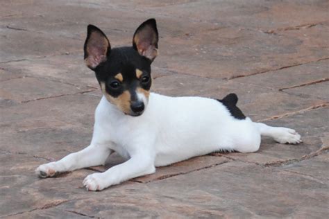 Toy Fox Terrier Puppies For Sale From Reputable Dog Breeders