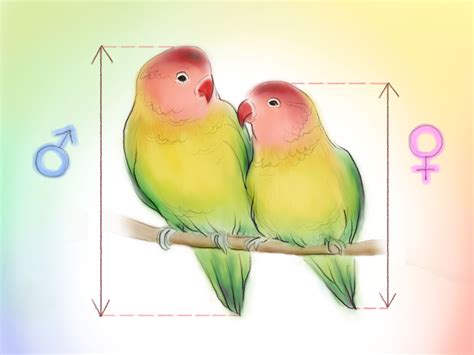 How To Determine The Sex Of A Lovebird Steps Wikihow My Xxx Hot Girl