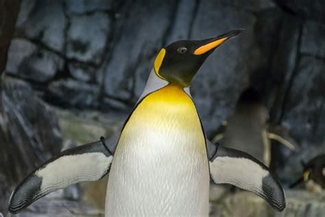 Emperor Penguin With Wings Sapread · Free Stock Photo