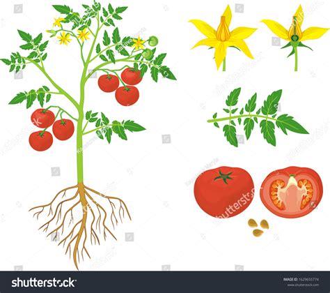 Vektor Stok Parts Plant Morphology Tomato Plant Green Tanpa Royalti