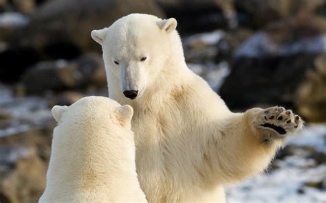Animals Polar Bears Play Fight White Predator Wallpapers Hd