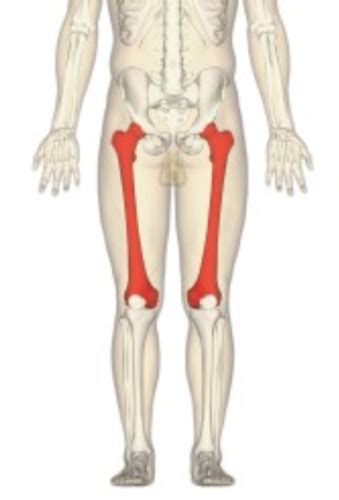 Chapter 7 Femur And Pelvic Girdle Applied Radiography Flashcards