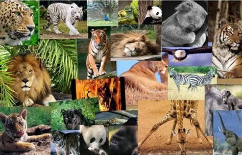 ¿qué Es Animal Su Definición Y Significado 2021 2023