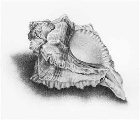 Shell Drawing Natural Form Art Shell Drawing Seashell Drawing