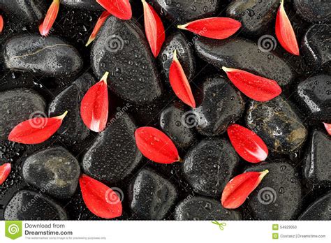 Petals On Stones Stock Photo Image Of Nature Freshness 54923050