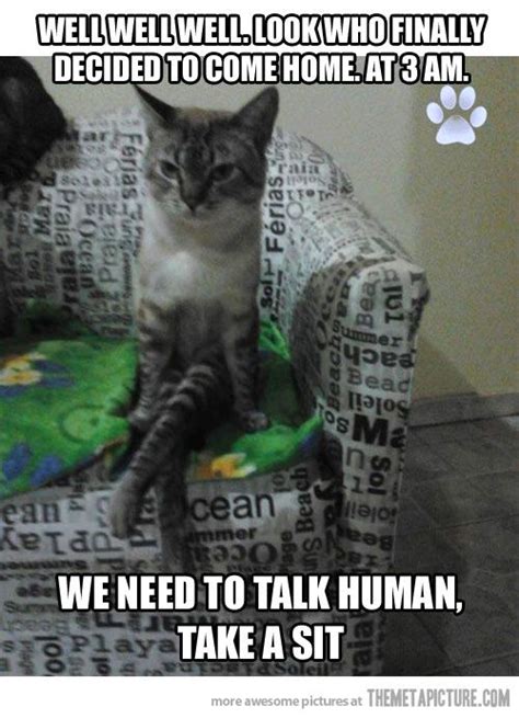 Funny Cat Sitting Down Like Human Funny Cat Photos