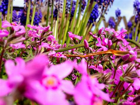 Garden Flower Bloom Free Photo On Pixabay Pixabay