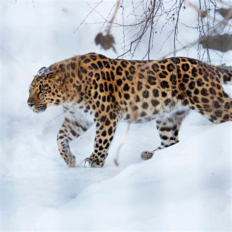 Amur Leopard Facts Wildcats Conservation Alliance