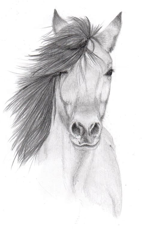 Drawing Pencil Drawing How To Draw A Horse