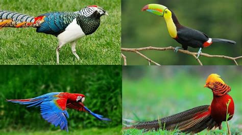 Top 10 Most Beautiful Birds In The World In 2017 Top 10