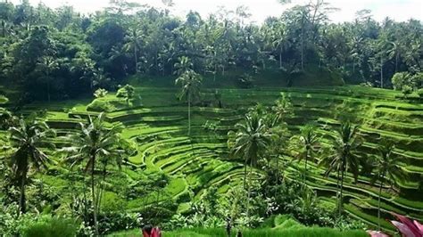 Private Ubud Tour Kuta Project Expedition