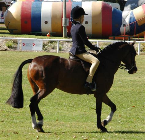 Bay Australian Riding Pony Under Saddle Trotting By Tbg Stock Images On