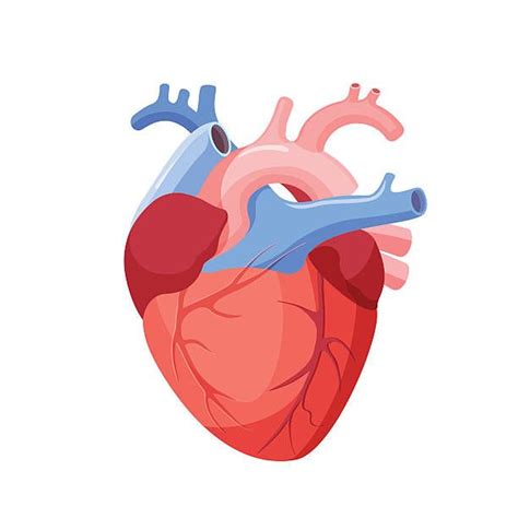 Anatomy Reference Ilustração De Coração Coração Anatomia Corpo Humano