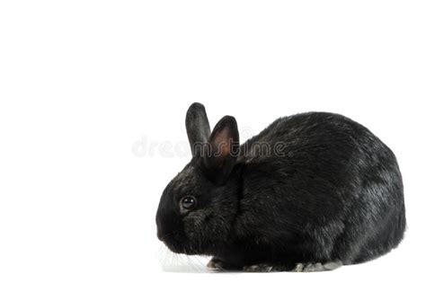 Black Rabbit Isolated On White Background Stock Image Image Of Young