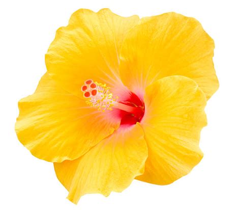 Yellow Hibiscus Stock Photos Pictures And Royalty Free Images Istock