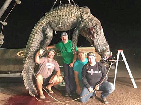 Alabama Hunters Take 144 Alligatorslargest Gator Was A 700 Pounder