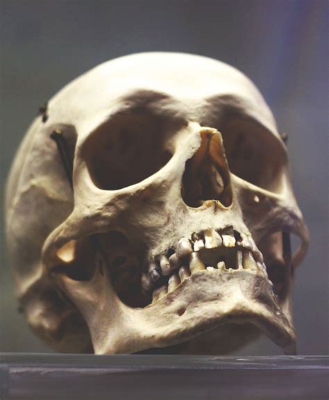 Skull Skullology In 2019 Skull Anatomy Skull Skull Tattoos