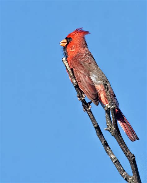Male Northern Cardinal Photograph By Belinda Greb Fine Art America