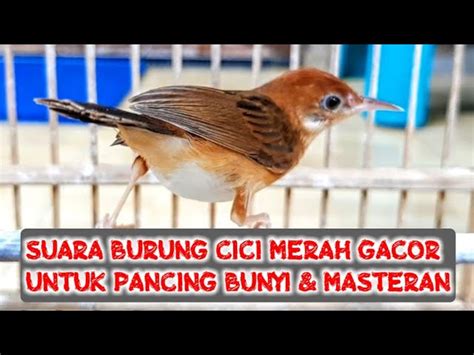 Jun 21, 2021 · vidio suara cici padi betina. Vidio Suara Cici Padi Betina : Perawatan Cici Padi Merah ...