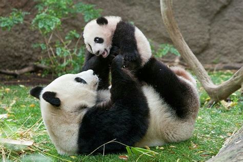 Maman Et Bébé Panda Panda Mignon Bébé Panda Animaux Les Plus Mignons