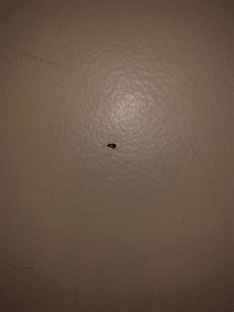 Found This Bug On My Wall Beside My Bed Southern Ish Ontario Anyone