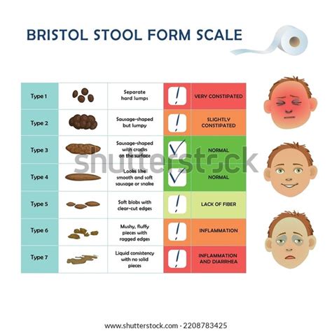 Bristol Stool Scale Table Medical Diagnostic Stock Vector Royalty Free