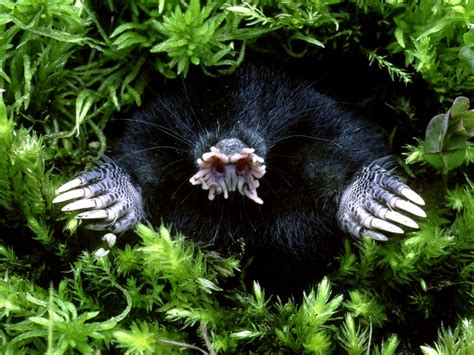 Where To See These 19 Strange Animals Travel Insider