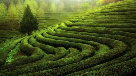 Wallpaper Landscape Green Maze Tea Plant Grassland Terrace