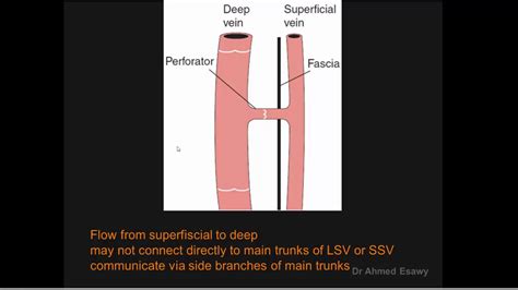 Peripheral Venous System Duplex Perforating Veins Anatomy Dr Ahmed