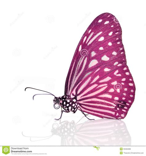 Pink Butterfly Stock Photo Image Of Background Beauty 33494266